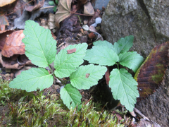 Cardamine leucantha