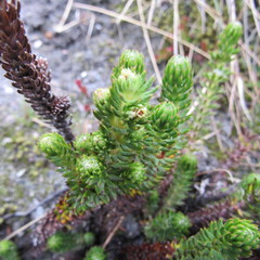 Alchemilla hispidula