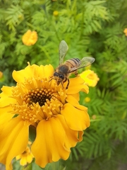 Apis mellifera