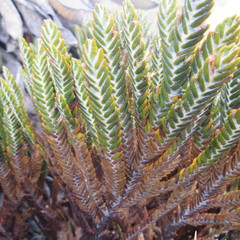 Andicolea complanata