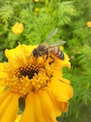 Apis mellifera