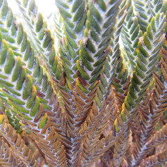 Andicolea complanata