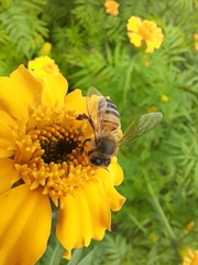 Apis mellifera