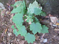 Ainsliaea acerifolia
