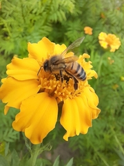 Apis mellifera