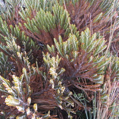 Andicolea complanata