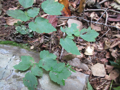 Thalictrum filamentosum