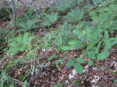 Thalictrum filamentosum
