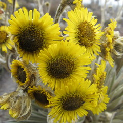 Espeletia colombiana
