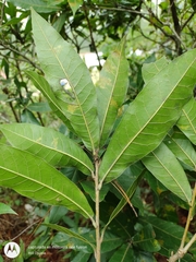 Quercus elliptica