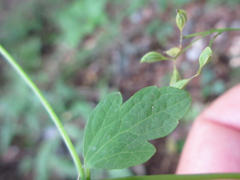 Thalictrum filamentosum