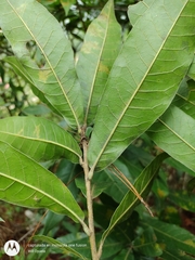 Quercus elliptica