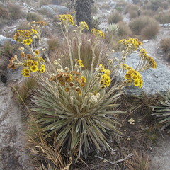 Espeletia colombiana