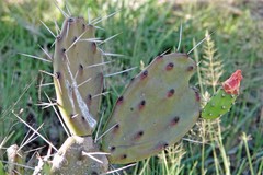 Opuntia elata