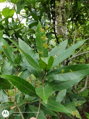 Quercus elliptica