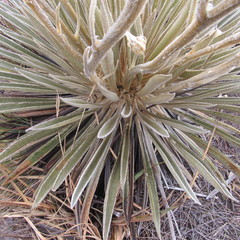 Espeletia colombiana