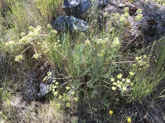 Lomatium caruifolium