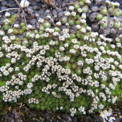 Paepalanthus lodiculoides