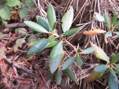 Rhododendron micranthum