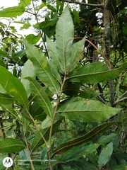 Quercus elliptica