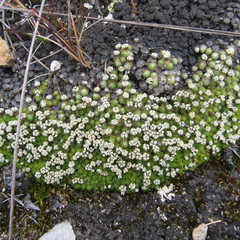 Paepalanthus lodiculoides