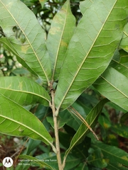 Quercus elliptica