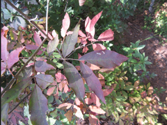 Fraxinus sieboldiana