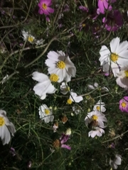 Cosmos bipinnatus