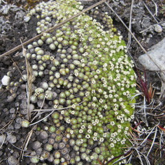 Paepalanthus lodiculoides