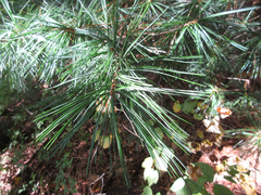 Pinus koraiensis
