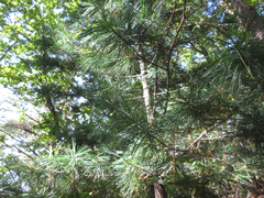 Pinus koraiensis