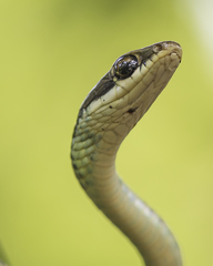 Daudin's Bronzeback photo 2