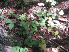 Angelica decursiva