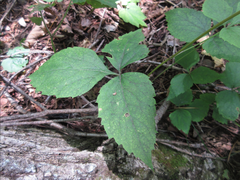Angelica decursiva