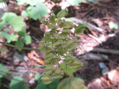 Angelica decursiva