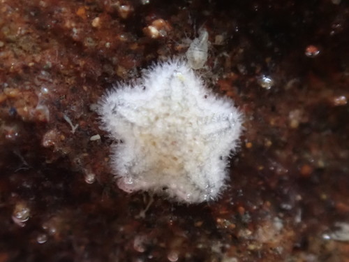 New Zealand Common Cushion Star, photo 3 of 9
