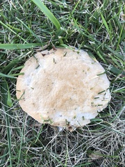 Pseudoinonotus dryadeus