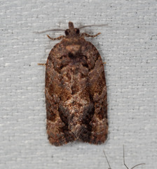 Epitymbia eudrosa