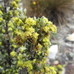 Alchemilla polylepis