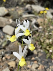 Nemesia anisocarpa