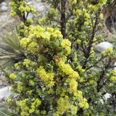 Alchemilla polylepis