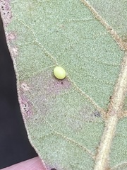 Zopheroteras hubbardi