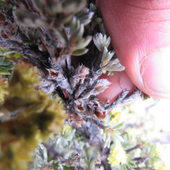 Alchemilla polylepis