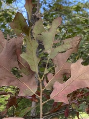 Zopheroteras hubbardi