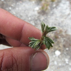 Alchemilla polylepis