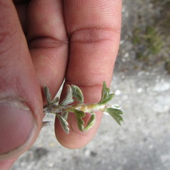 Alchemilla polylepis