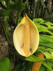 Monstera xanthospatha