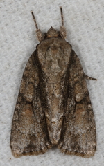 Acronicta connecta