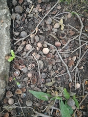 Carya cordiformis