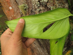 Monstera xanthospatha